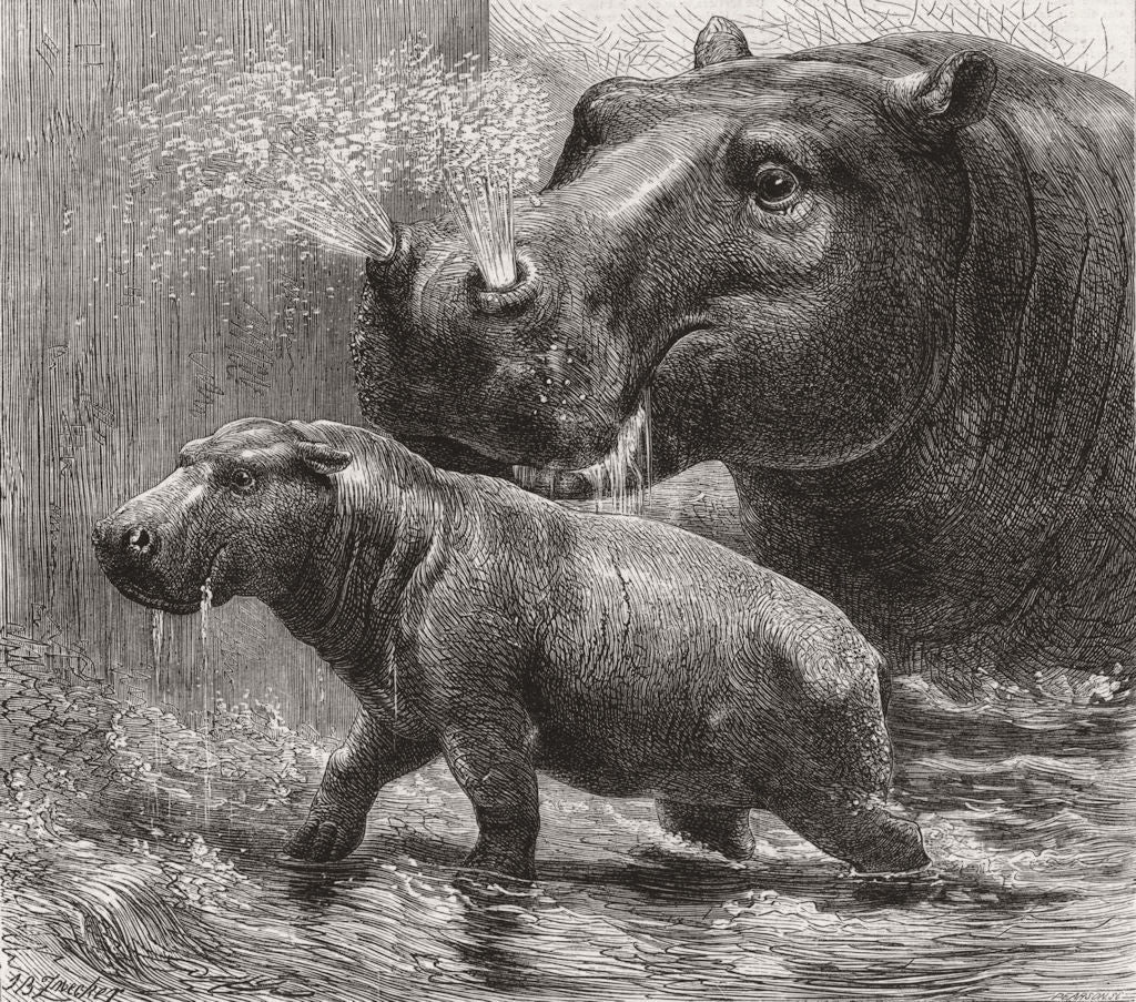 ANIMALS. Hippo & her young 1, zoo 1872 old antique vintage print picture